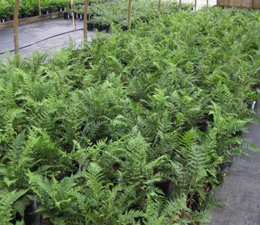 Athyrium filix-femina