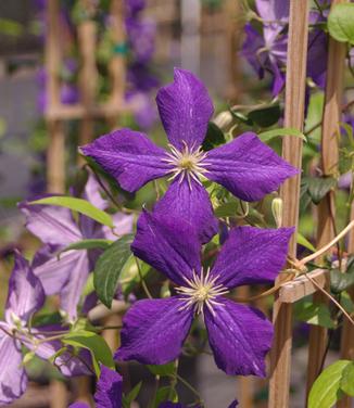 Clematis Jackmanii Superba