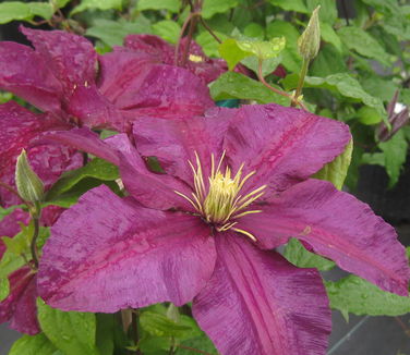 Clematis Niobe