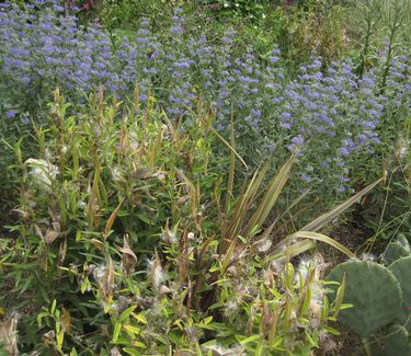 Caryopteris x clandonensis 'Dark Knight' - Bluebeard