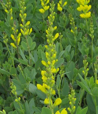 Baptisia sphaerocarpa