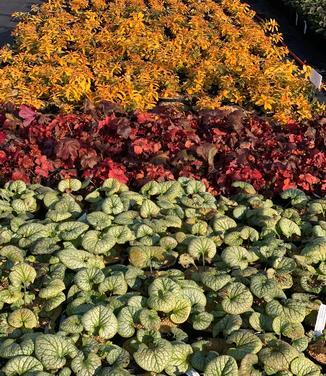Brunnera macrophylla Jack Frost