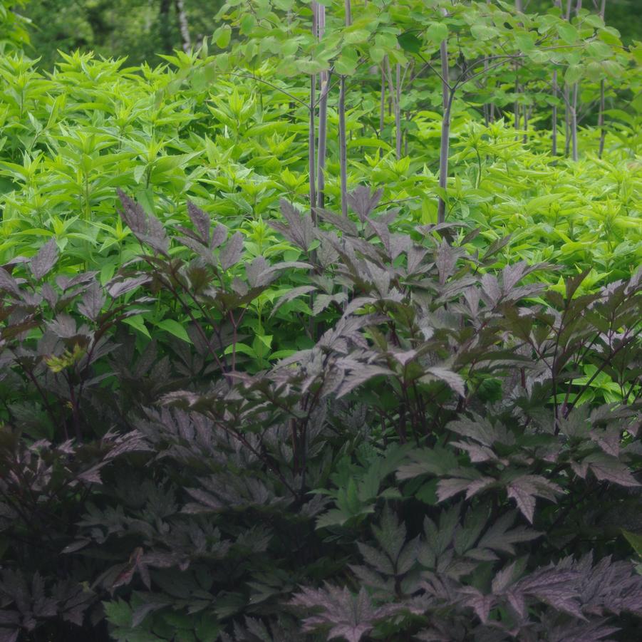 Actaea simplex 'Brunette' - Branched Bugbane from Pleasant Run Nursery