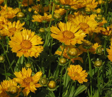 Coreopsis x Jethro Tull