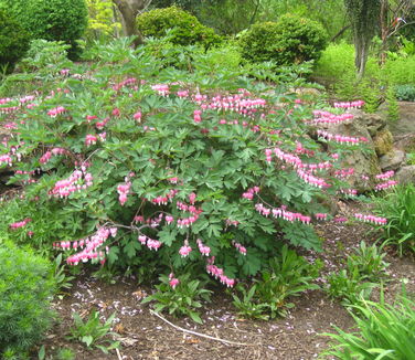 Dicentra spectabilis - Bleeding Heart