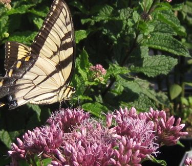 Eupatorium maculatum Gateway