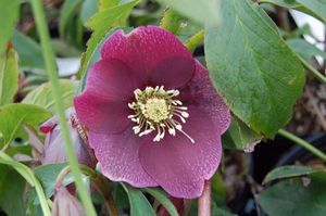 Helleborus x 'Royal Heritage Strain'