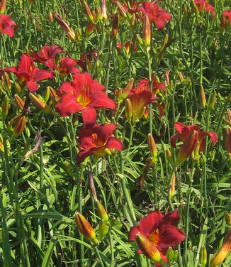 Hemerocallis Chicago Apache