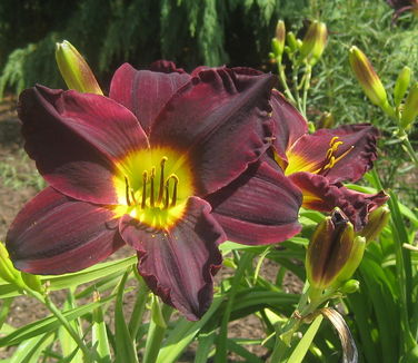 Hemerocallis Jungle Beauty