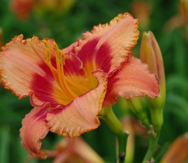 Hemerocallis 'Strawberry Candy'