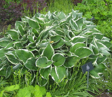 Hosta Francee (Berkshire)
