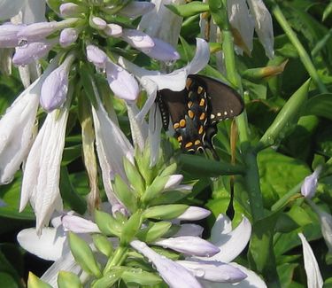 Hosta 'Guacamole'