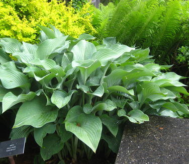 Hosta Krossa Regal