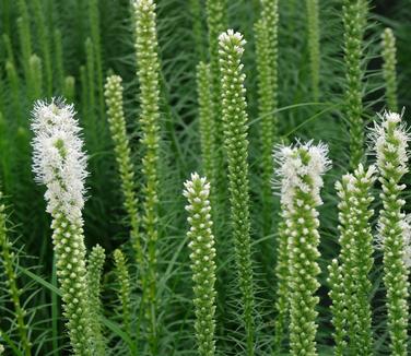 Liatris spicata 'Floristan White' - Gayfeather