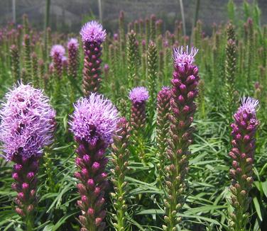 Liatris spicata Kobold - Gayfeather