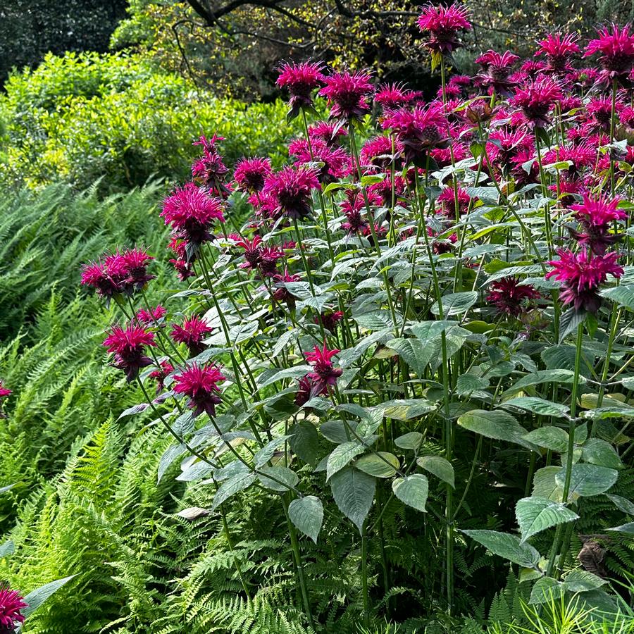 Monarda didyma 'Raspberry Wine' - Bee Balm from Pleasant Run Nursery