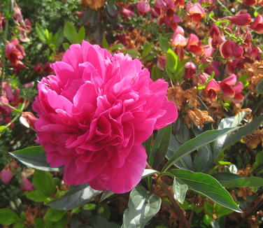Paeonia Kansas