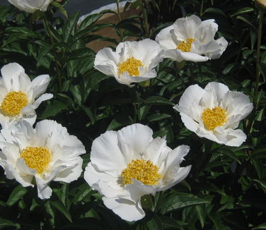 Paeonia Krinkled White