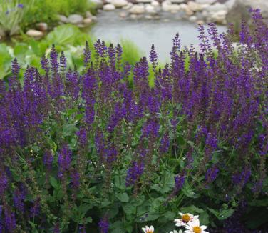 Salvia nemorosa May Night (@ Maine Bot Gardens)