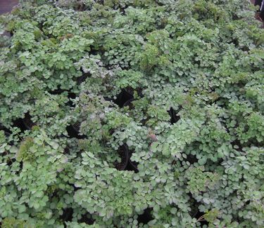 Thalictrum rochebrunianum - Meadow Rue