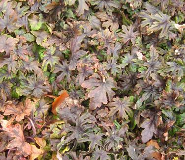 Tiarella x Candy Striper - winter color
