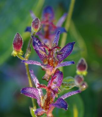 Tricyrtis formosana Samurai