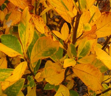 Clethra alnifolia Ruby Spice (fall color)