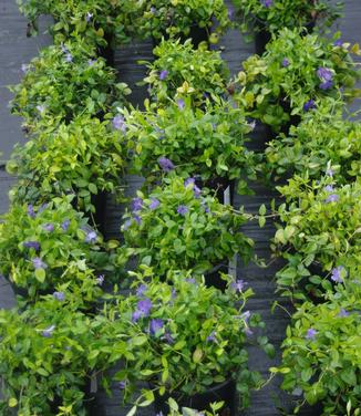 Vinca minor Bowles Variety