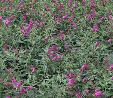 Buddleia davidii Miss Ruby