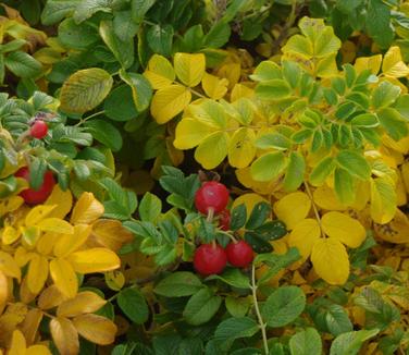 Rosa rugosa Alba