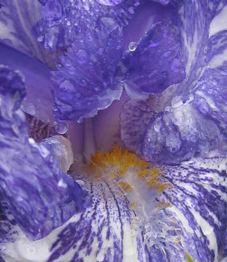 Iris germanica Batik