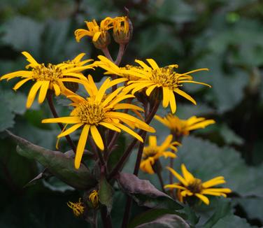 Ligularia dentata Britt-Marie Crawford - Bigleaf Goldenray