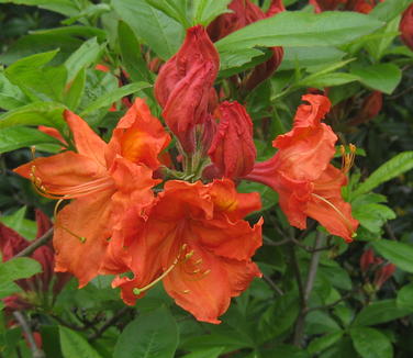 Rhododendron Gibraltar