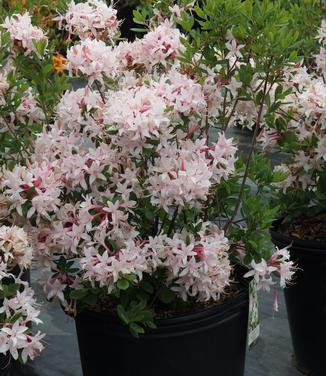 Rhododendron atlan. Marydel