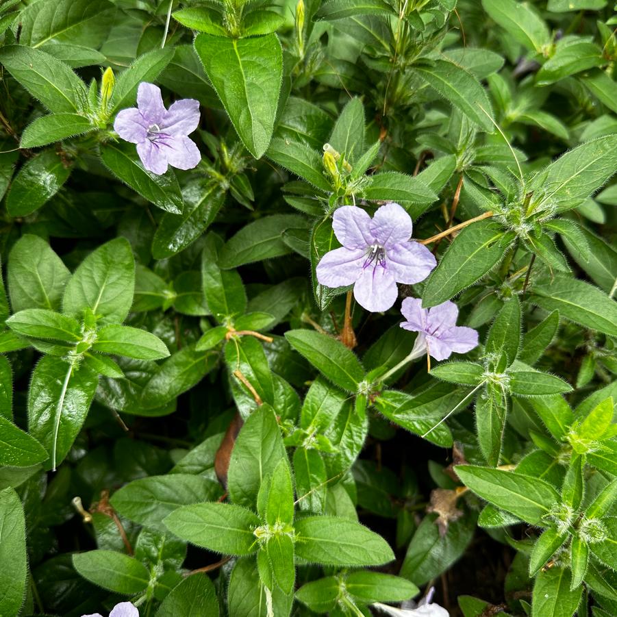 Ruellia humilis - Wild Petunia from Pleasant Run Nursery