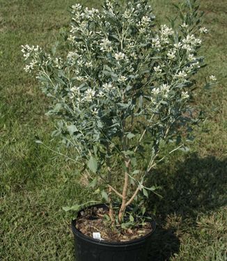 Baccharis halimifolia - Groundsel