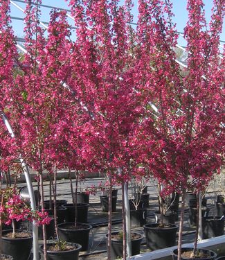 Malus x Prairifire