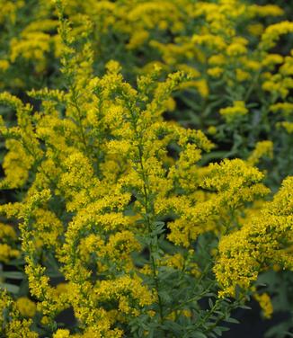 Solidago shortii Solar Cascade