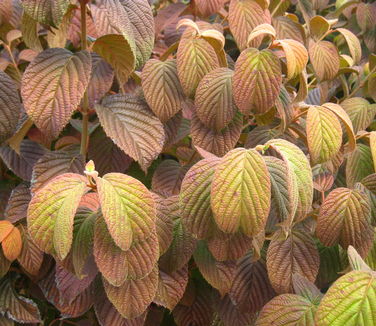 Viburnum plicatum Popcorn - Fall color