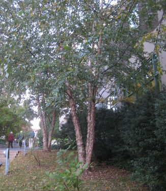 Betula nigra Dura-Heat (@ Scott Arb)
