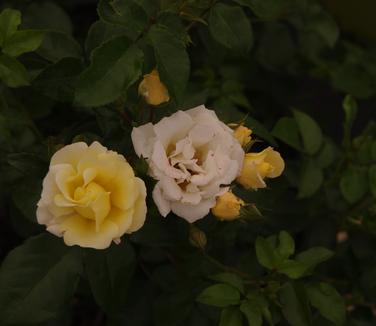 Rosa Popcorn Drift