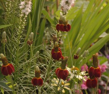 Ratibida columnifera Red Midget