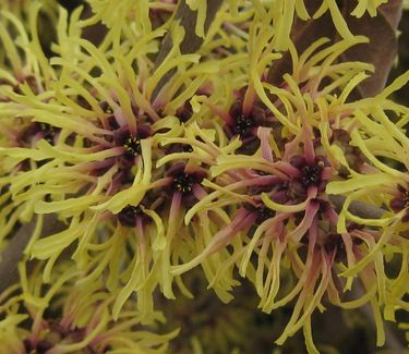Hamamelis x intermedia Primavera - Witchhazel