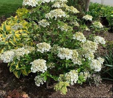 Viburnum x Nantucket