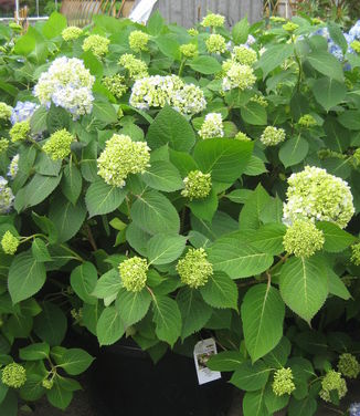 Hydrangea macrophylla Endless Summer