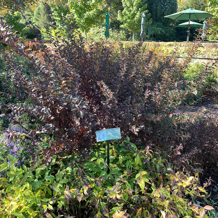 Physocarpus opulifolius Tiny Wine® - (@ Mt Cuba)