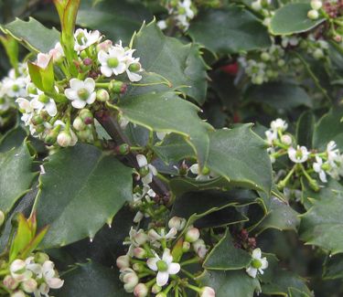 Ilex x meserveae Blue Princess�