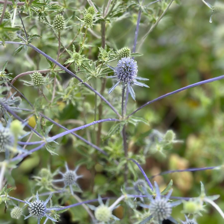 Eryngium planum 'Blue Cap' - Sea Holly from Pleasant Run Nursery