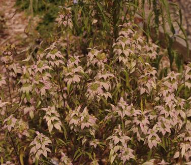 Monarda punctata