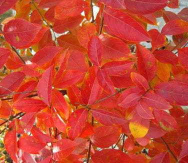 Lagerstroemia x Muskogee - Crapemyrtle